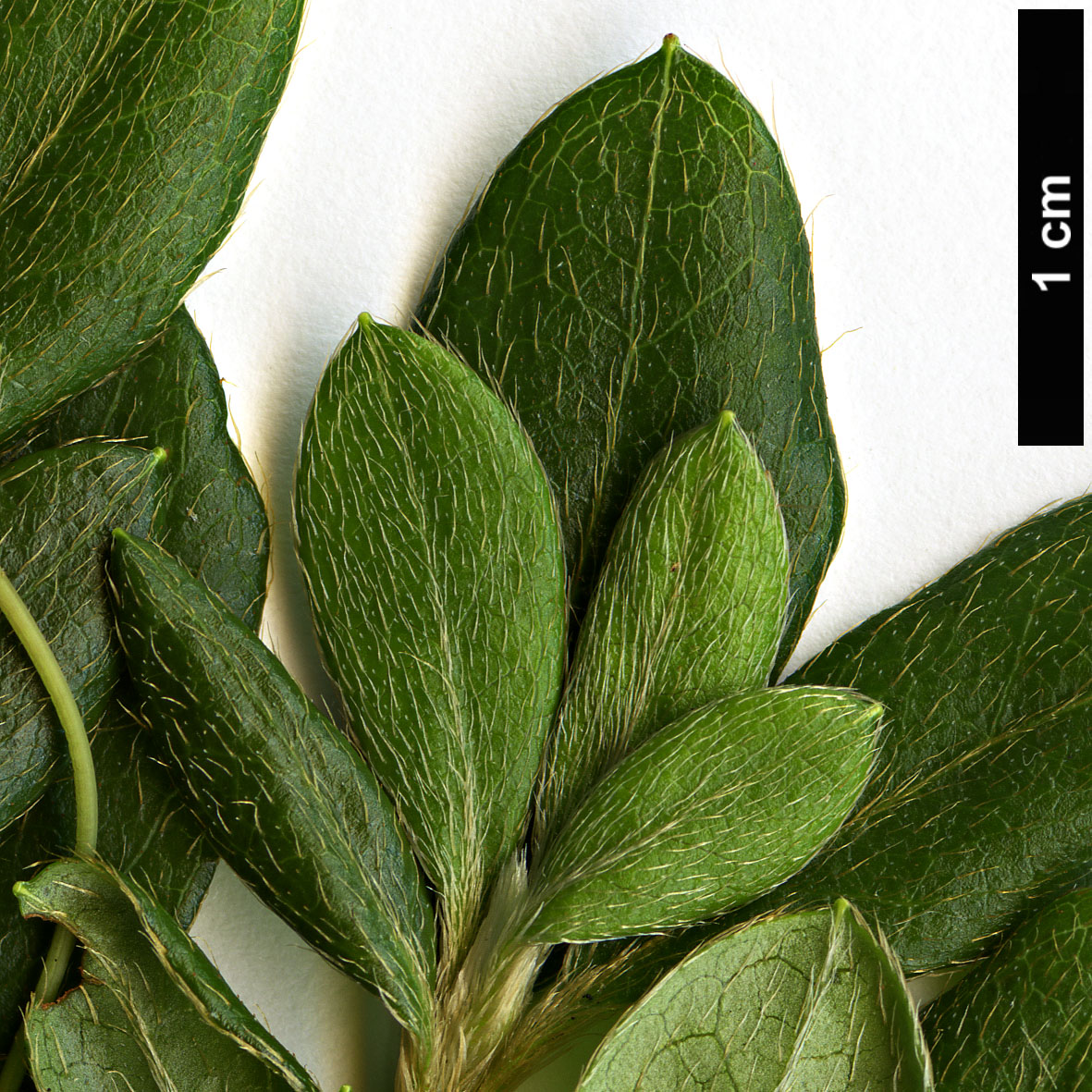 High resolution image: Family: Ericaceae - Genus: Rhododendron - Taxon: kaempferi - SpeciesSub: var. macrogemmum High resolution image: Family: Ericaceae - Genus: Rhododendron - Taxon: kaempferi - SpeciesSub: var. macrogemmum